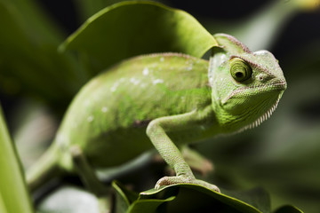 Green chameleon on flower