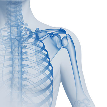 Schmerzen in der Schulter - 3D Grafik
