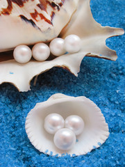 pearl and shells