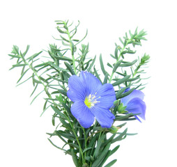 Flax blue (Linum)