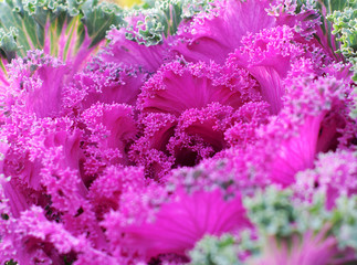 decorative cabbage   ( Brassica oleracea var. acephala )