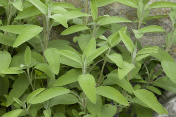 Salbei, Salvia officinalis