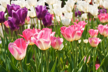 tulips