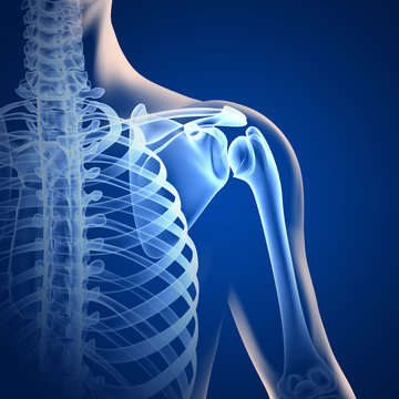 Schulter - Anatomie - 3D Grafik