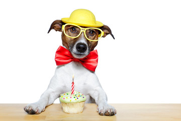 dog with birthday cupcake