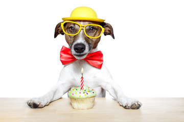 dog with birthday cupcake
