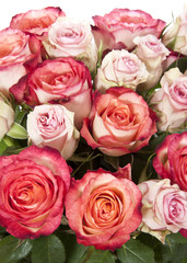 pink roses close up