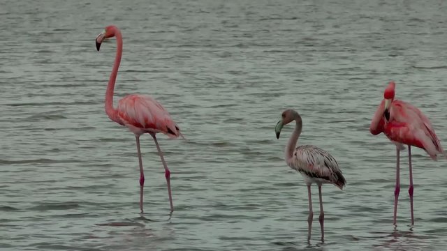 Flamingos in Washington Slagbaai on Bonaire