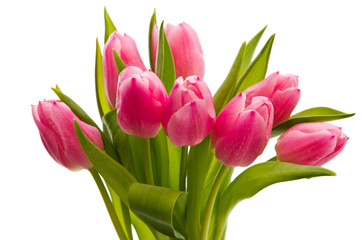 Tulpen