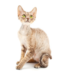 Cat Devon Rex