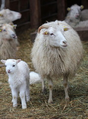 Skuddenschafe mit Lämmern 