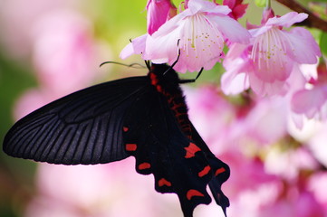 桜と蝶々
