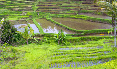 Rice terrace