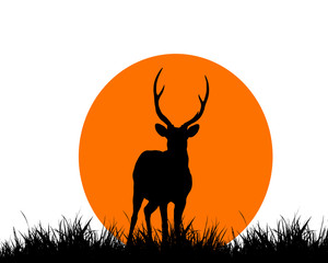 silhouette of deer