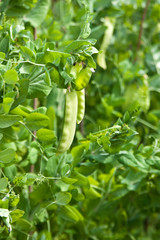 green pea