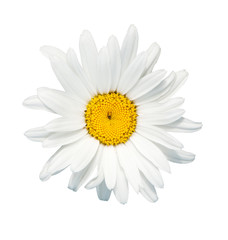 camomile