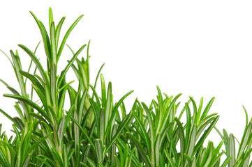 Rosmarin freigestellt - Rosemary isolated 03