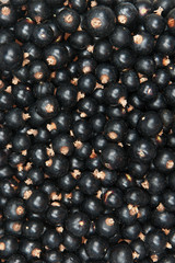 blackcurrant