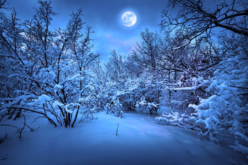 Naklejka premium Moonlight night in winter wood