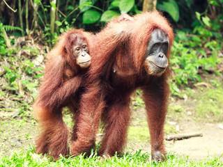 Sumatrian orangutan