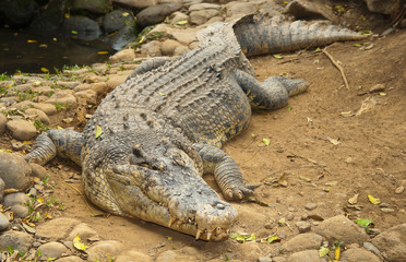 Crocodile
