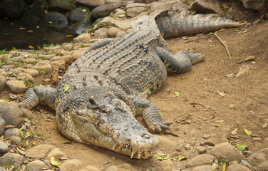 Crocodile