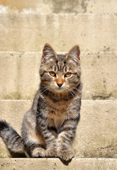 Katze auf Treppe sitzend