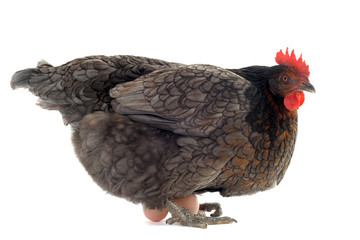 poule pondeuse et ses oeufs