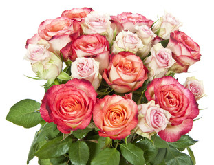 pink roses close up on white background