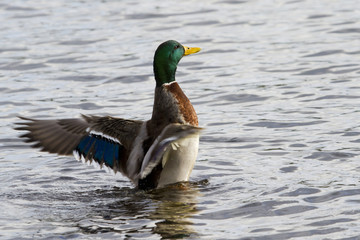 Mallard Duck