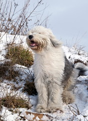 Bobtail im Schnee