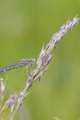 Damselfly