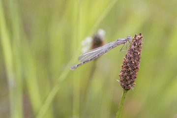 Damselfly