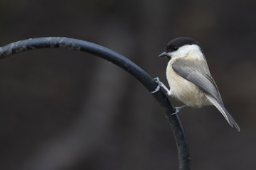 Coal Tit  (Periparus ater)