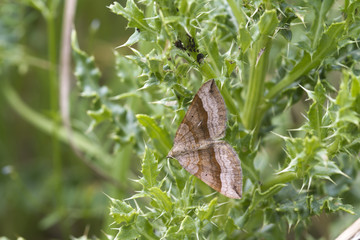 shaded broad-bar  Moth ( Scotopteryx chenopodiata )