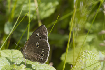 speckled wood butterfly