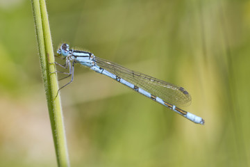 Blue Damselfly
