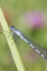 Blue Damselfly