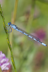 Blue Damselfly
