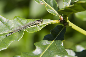 Damselfly