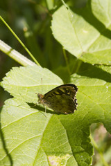 speckled wood butterfly
