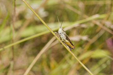 Grasshopper