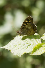 Obraz premium speckled wood butterfly