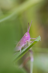 Pink Grasshopper