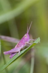 Pink Grasshopper