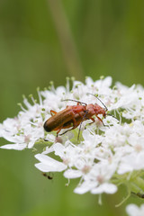 Beetle (Rhagonycha fulva)