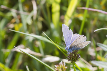 Common Blue Butterfly (Polyommatus icarus)