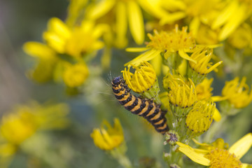Cinnabar Caterpillar (Tyria jacobaeae)
