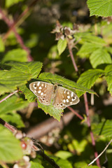 Obraz premium speckled wood butterfly