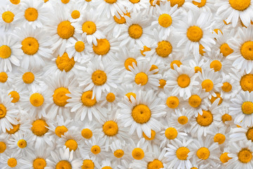 Chamomile flower background